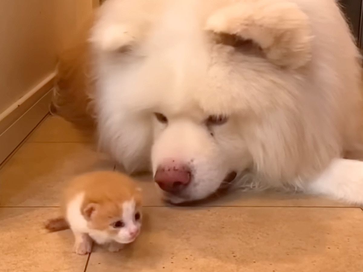 捨てられていた赤ちゃん猫を『秋田犬が育てた』結果…1年後→あまりにも尊い『親子のような光景』が181万再生「癒された」「懐の深さに感動」