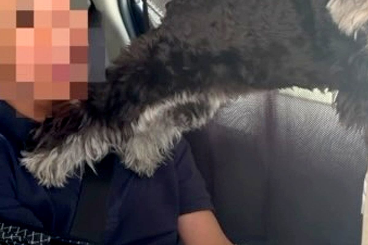 ふと、車の後部座席を覗いた結果→なぜか『犬』がとんでもないポーズをしていて…想定外すぎる光景に反響「SASUKE完全制覇」「世界救いそう」
