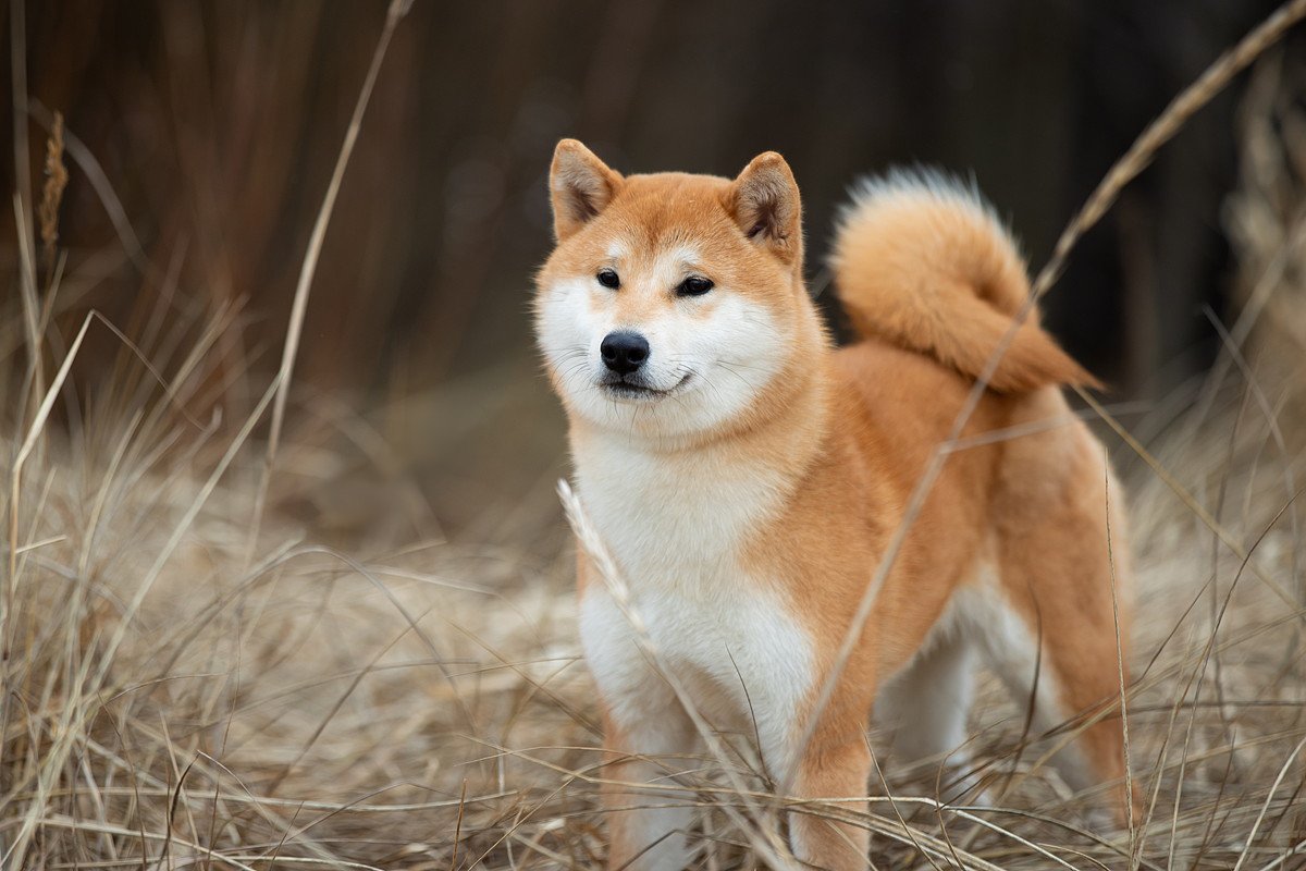 『しっぽがクルクルしている犬』4選　可愛すぎる特徴や犬種ごとの違いまでご紹介