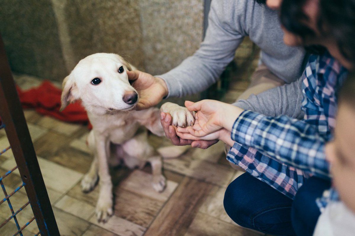 『犬の里親に向いていない人』の特徴5つ　絶対になってはいけない人や迎えるための厳しい条件とは