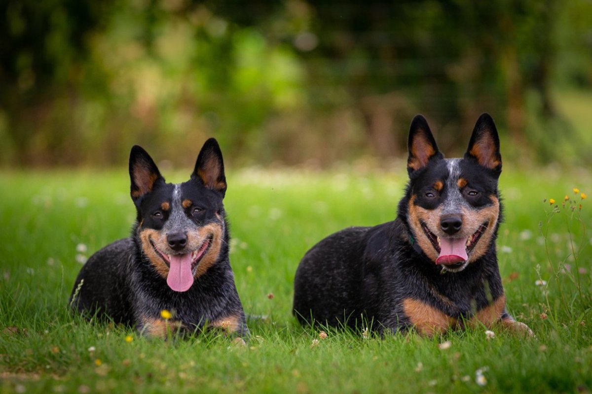 たとえ馴染みのない人でも、人間の存在が犬の孤独を和らげる【研究結果】