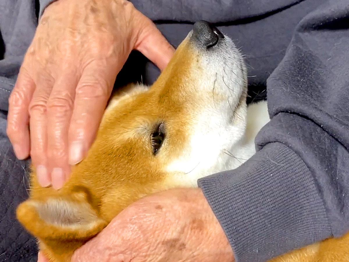 犬が3年ぶりに『おじいちゃん』と再会した結果…86歳と3歳児による『可愛すぎるやり取り』が6万再生「かわいい孫」「赤ちゃんみたい」と悶絶