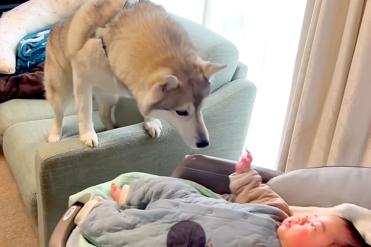 赤ちゃんが好き過ぎて、どうしてもお世話したい大型犬→柵を設けても…母性が爆発している光景が20万再生「ずっと追いかけてるｗ」「たまらん」