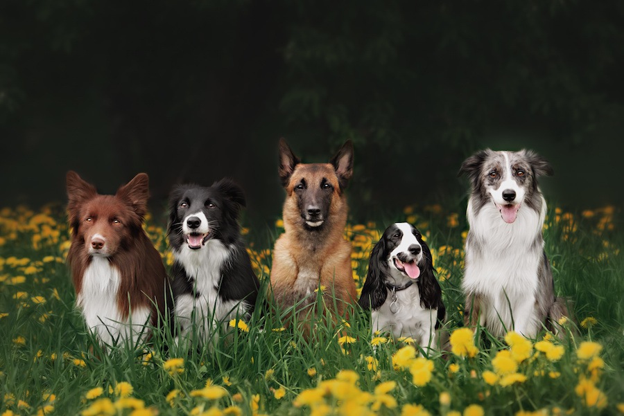 初心者向けではない犬種４選