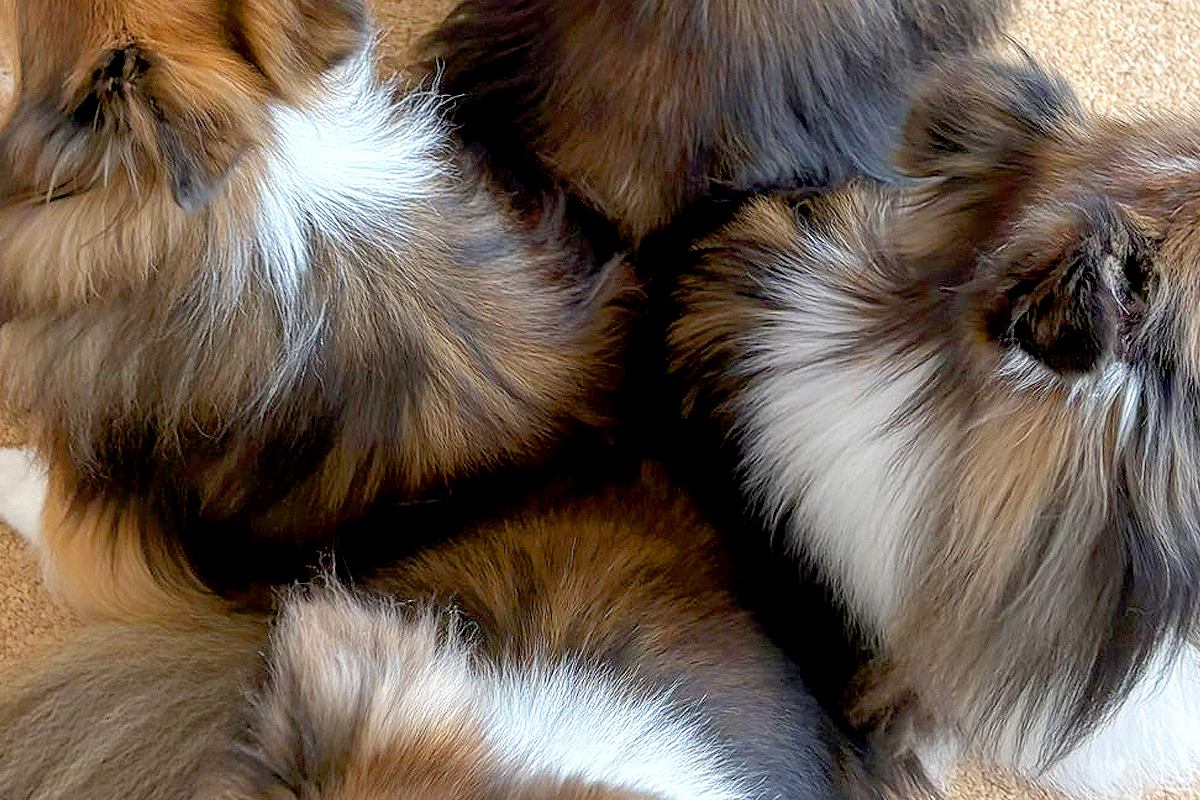 雷が鳴る日、危険を察知した5頭の犬→警戒レベルMAXに達して…まさかの『布陣を組む光景』に絶賛「全方位警戒」「小さくなって埋もれたい」