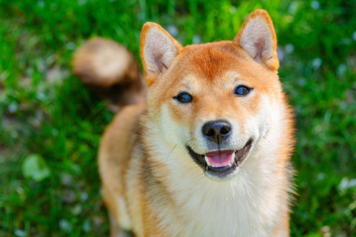 犬との暮らしでわかる『人生において大切な3つのこと』今一度、当たり前の幸せを振り返ってみて