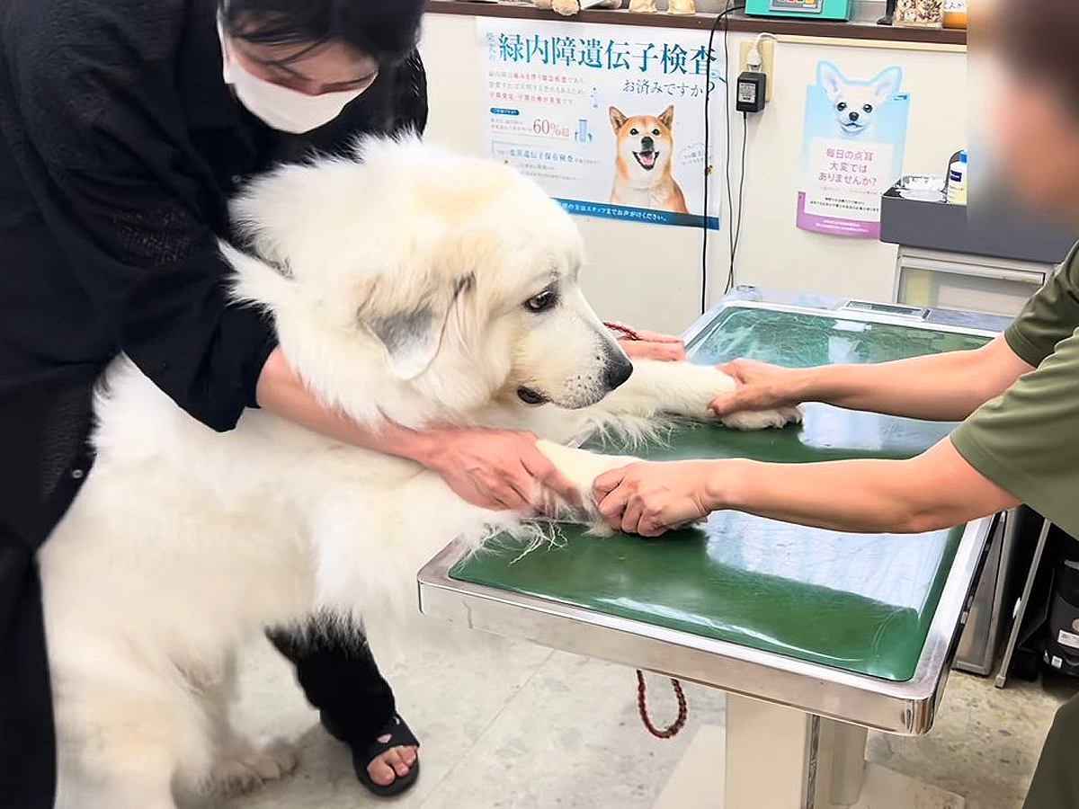 超大型犬が病院へ行った結果…怖がりすぎて見せた『へっぴり腰』が可愛いと48万再生「デカいのに子犬みたいで愛おしいｗ」「ジト目で草」と爆笑