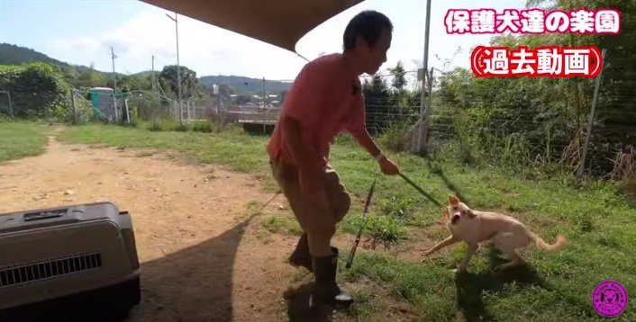 【野犬保護】怯え暴れていた野犬『鼓太郎』必死で人を信じようとする姿に感涙