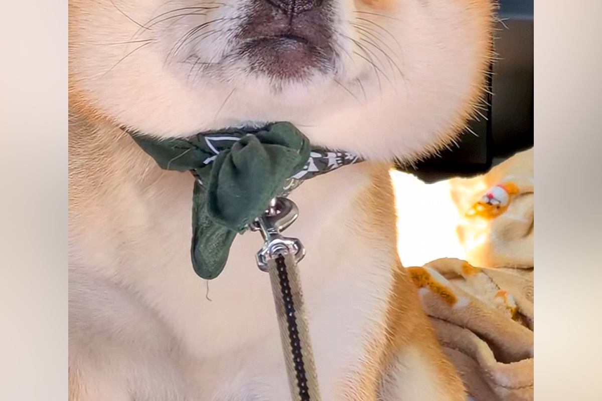『車から絶対に降りたくない』と訴える犬→降ろそうとしたら、顔面が…もはや別の犬すぎる『表情』が34万再生「大爆笑した」「拒否柴代表の顔」