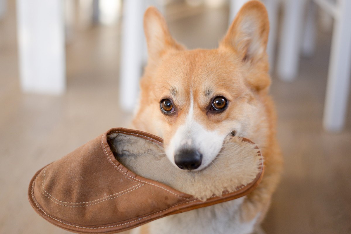 犬がよくやる『お茶目な行動』4つ　可愛くて憎めない仕草の意味や注意点までご紹介