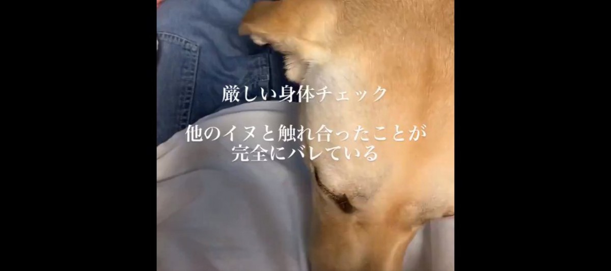 「浮気…してきたわね…？」厳しい身体チェックを徹底する犬が話題