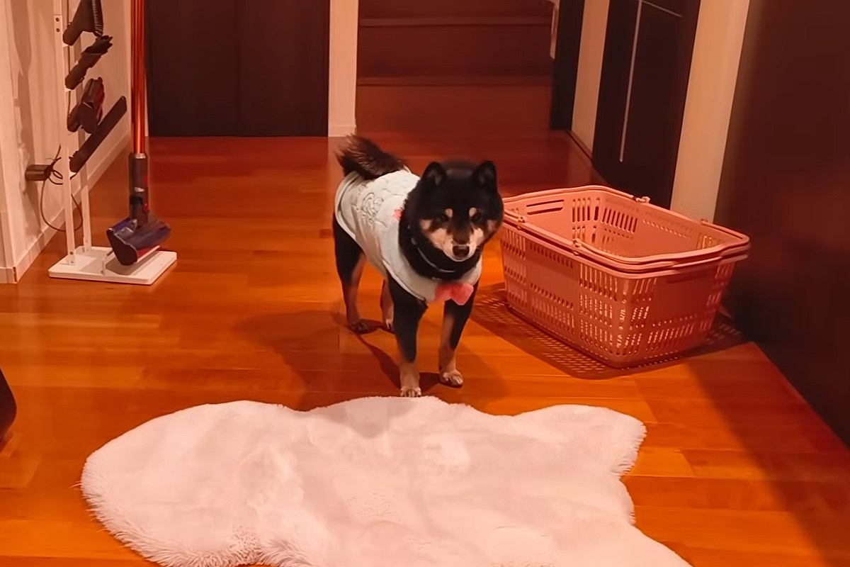 家に帰ってもあまり喜ばない犬→『そっけないな』と思いながら、お風呂に入っていたら…あまりにもツンデレな光景に反響「柴すぎる」「愛くるしい」