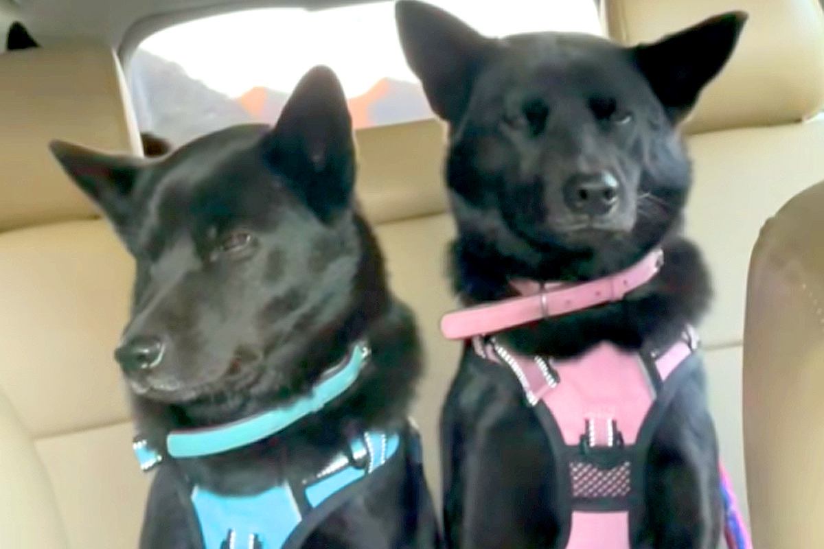 車の後部座席に座る『犬の親子』→走行中、左右に揺さぶられて…とんでもなく愛おしい光景が17万再生「可愛いにも程がある」「最高の癒し」