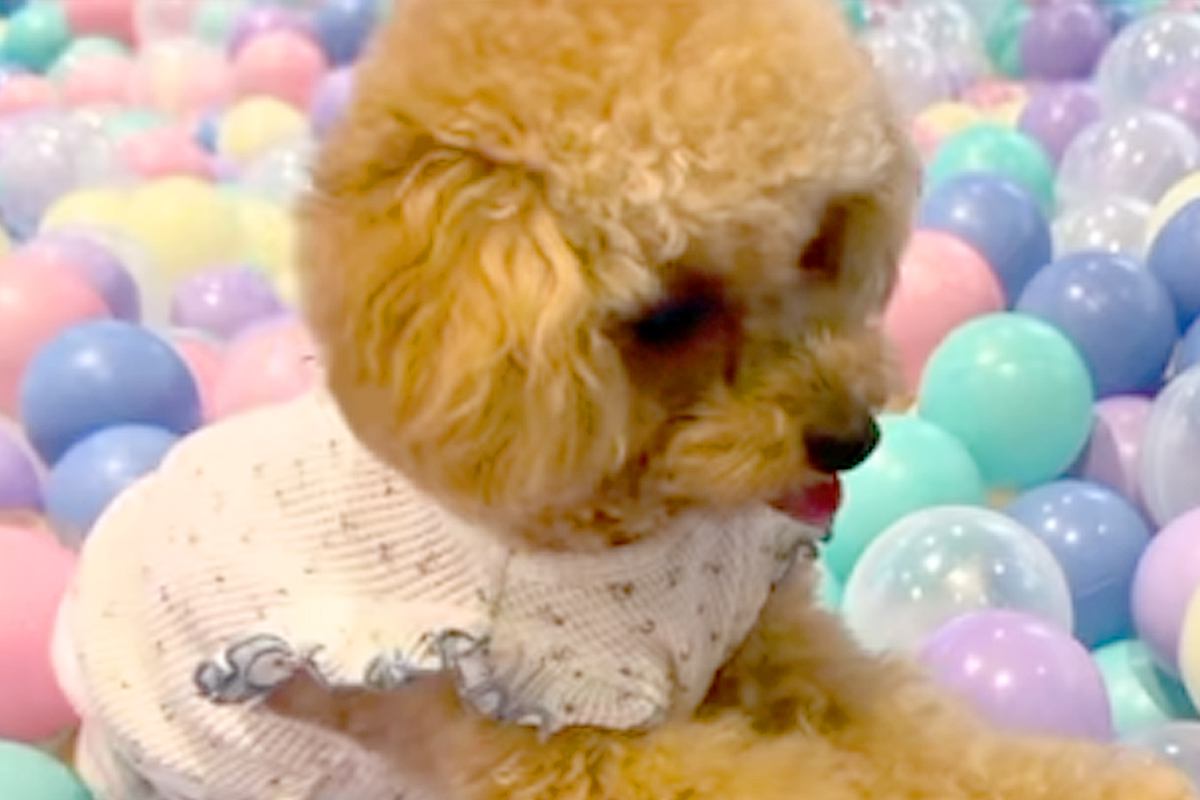 犬が『初めて大量のボールに囲まれた』結果→怖くなってしまい、妹犬に…必死すぎる『まさかの対処法』に爆笑「兄の権力ｗ」「あとで謝ろっかｗ」