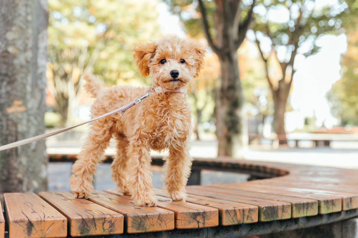 『マナーが最悪な犬の飼い主』5選　印象を悪くしてしまう絶対NG行為とは？