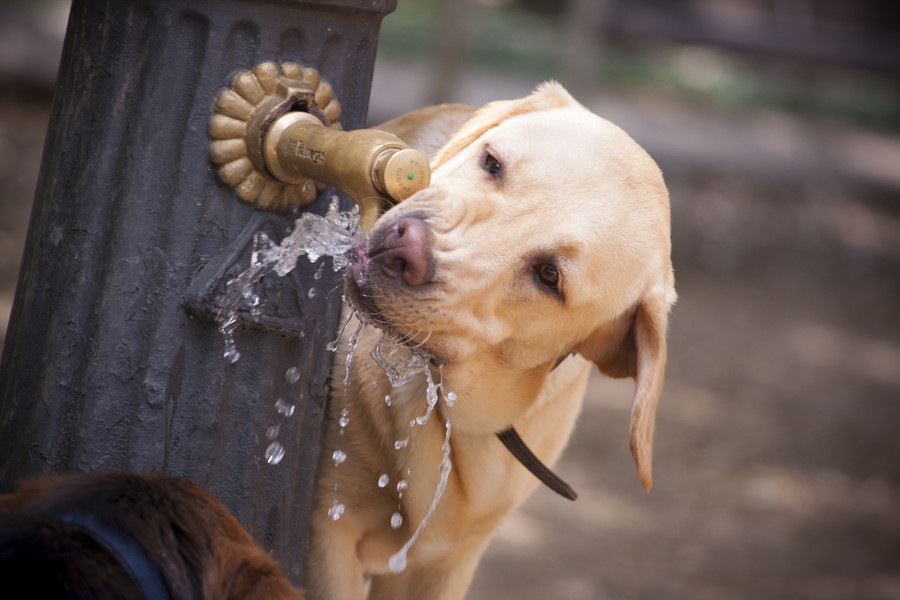 犬の水飲み用にノズルタイプの給水器を使うメリット・デメリット