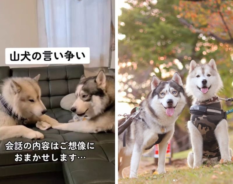 山犬の言い争い…？ハスキー兄弟の会話に「サンは救えるのか議論じゃない？」「CV美輪さんで笑った」「手繋いでるの好き」