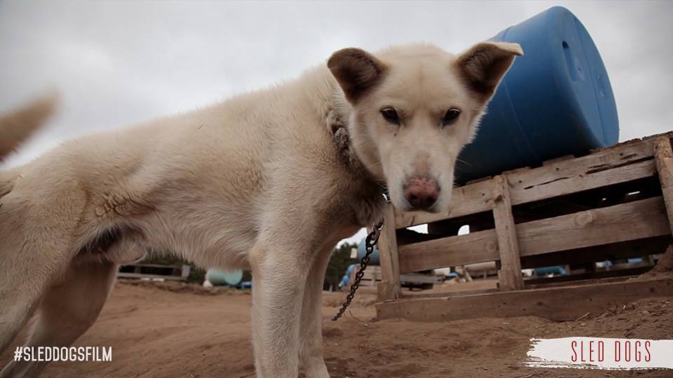 ”スレッド・ドッグ”（犬ぞり）に使われている犬達の現実