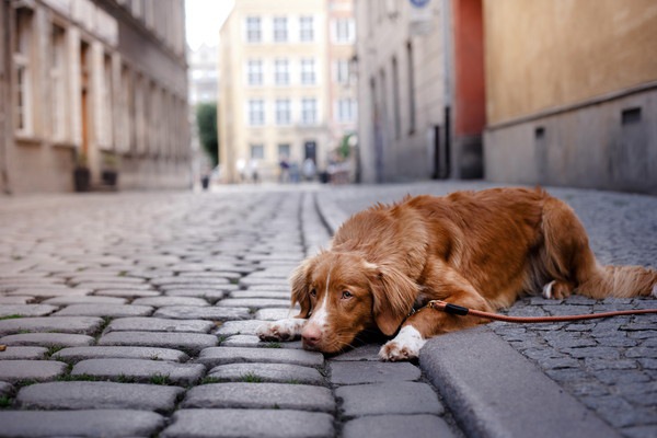 実際に起こった！犬が誘拐されてしまう4つのシチュエーション