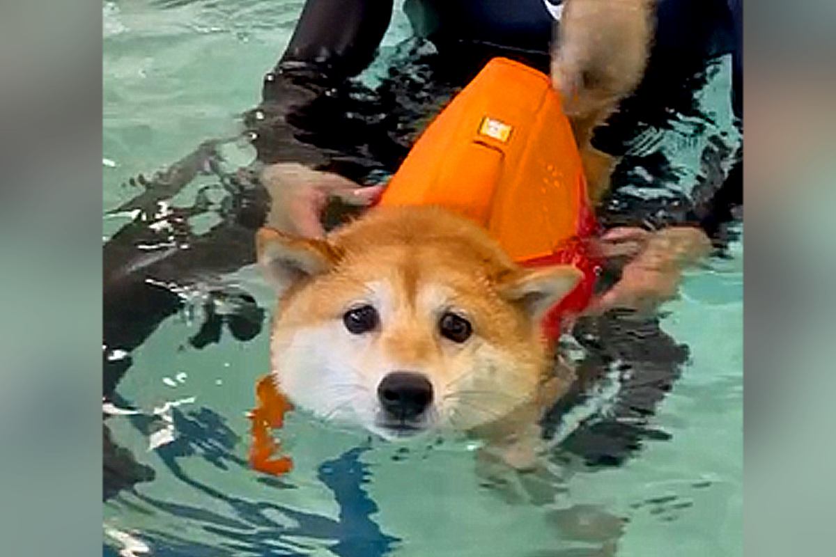 『水嫌いな犬』が泳ぎのレッスンを受けた結果…困り顔で一生懸命泳ぐ光景がかわいいと94万再生「すごい上達」成長ぶりに驚きの声も