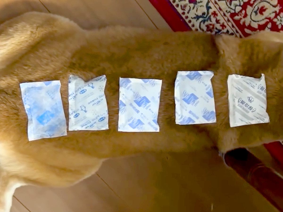 散歩から帰ってきた犬が暑そうだったので『保冷剤』を体に並べてあげたら…可愛すぎる『ご満悦な様子』が70万再生「冷やし柴」「湿布みたいｗ」