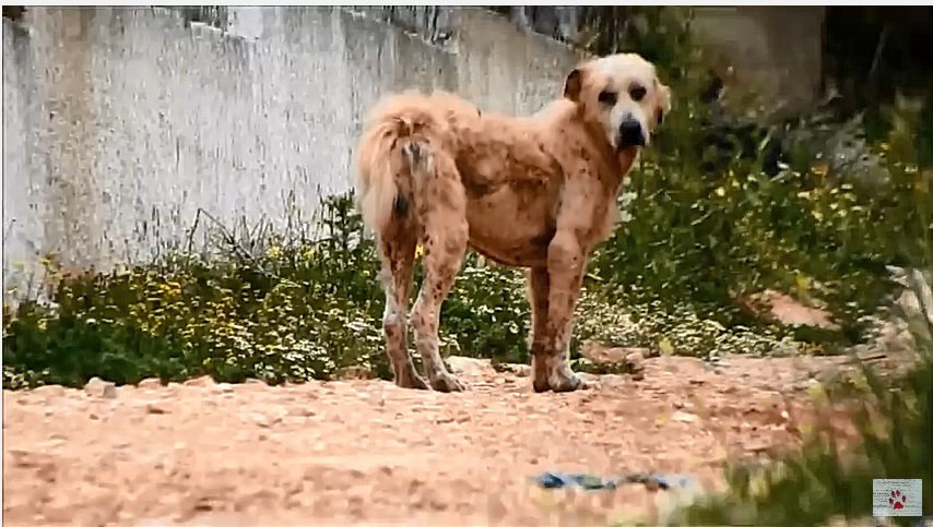 放浪する犬、すべてを諦めたようなその姿に涙