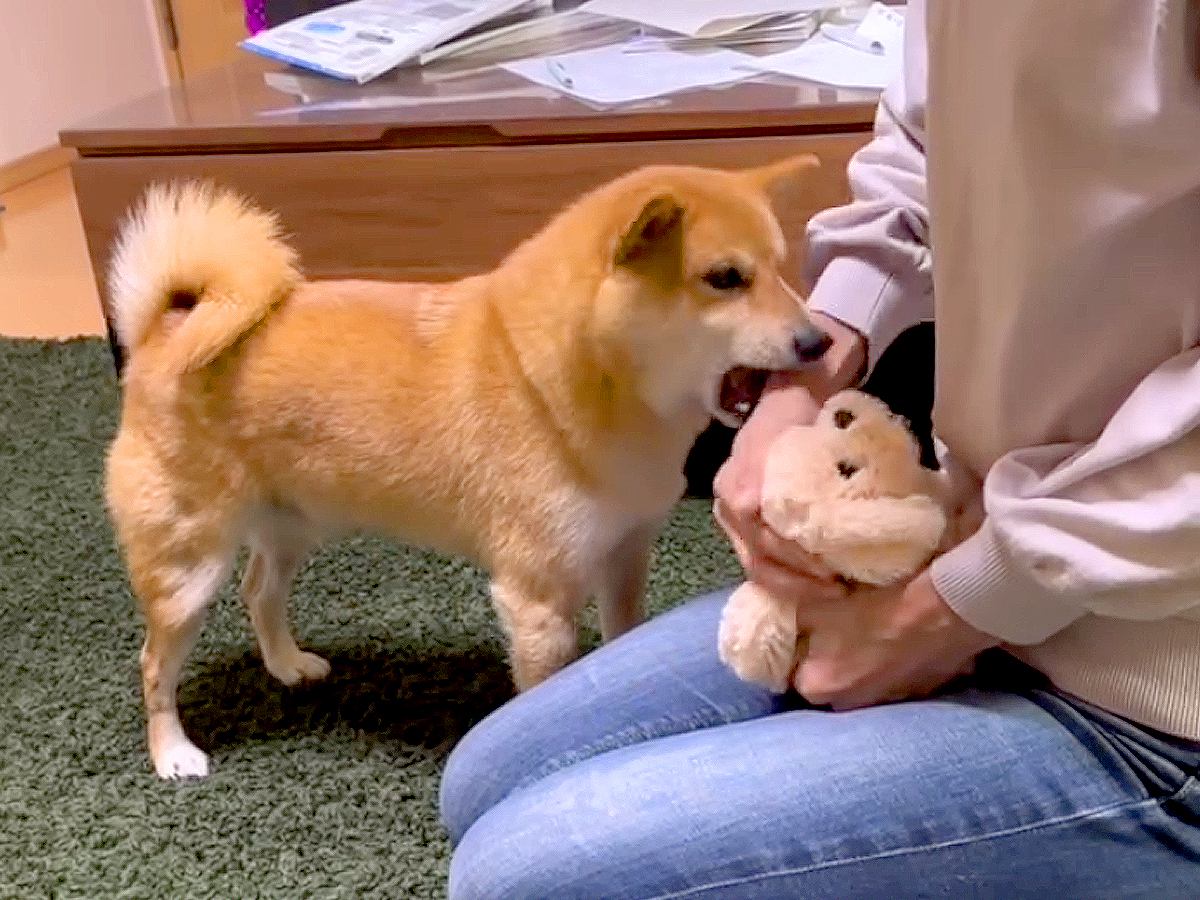 犬の目の前で『ぬいぐるみをヨシヨシ』した結果…驚きの『阻止行動』が可愛すぎると27万再生「甘えん坊さん過ぎるｗ」「ヤキモチ尊い」