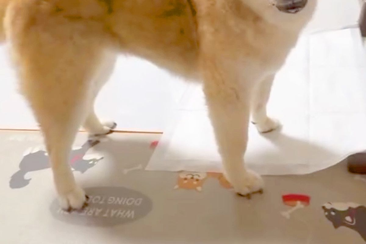 人間の年齢で『100歳』になったスーパーハイシニア犬→お年寄りとは思えない『元気な光景』に5万いいね集まる「希望の星」「全然見えない」