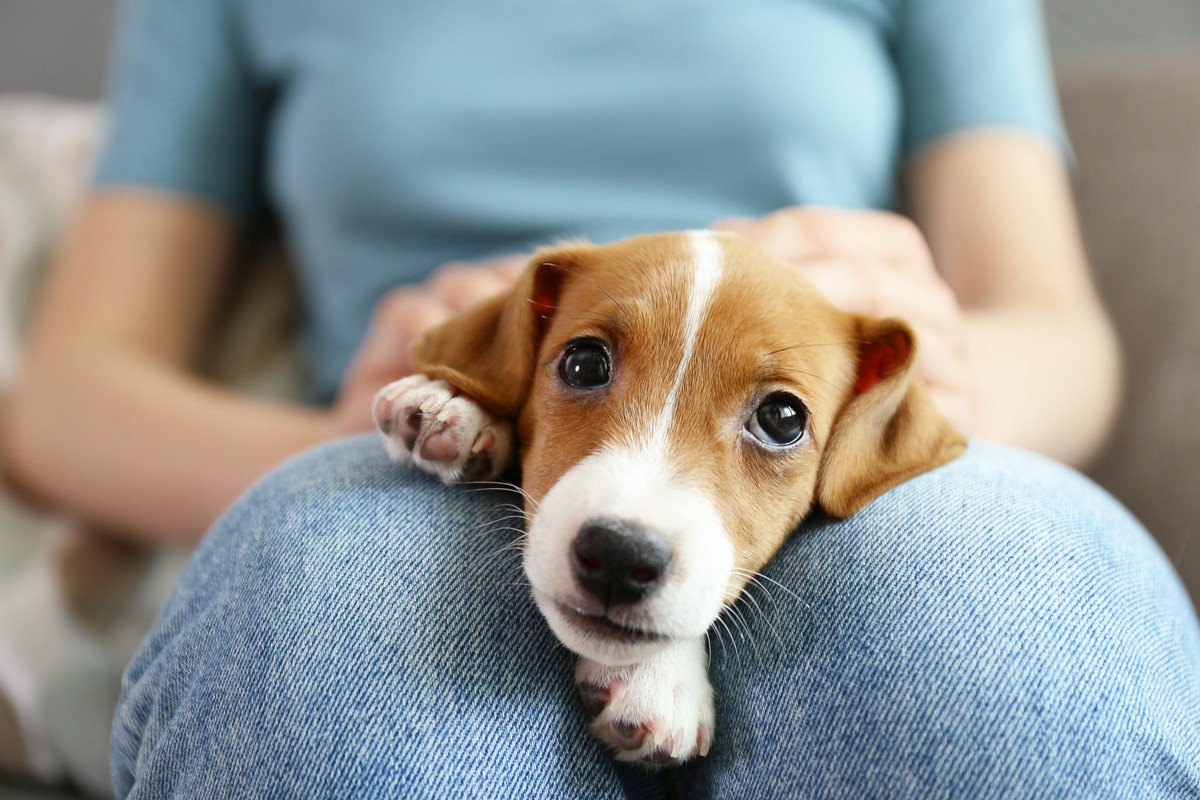 犬が『座っている人の上に乗る』心理4選　密着していたいから？飼い主がすべき対応まで