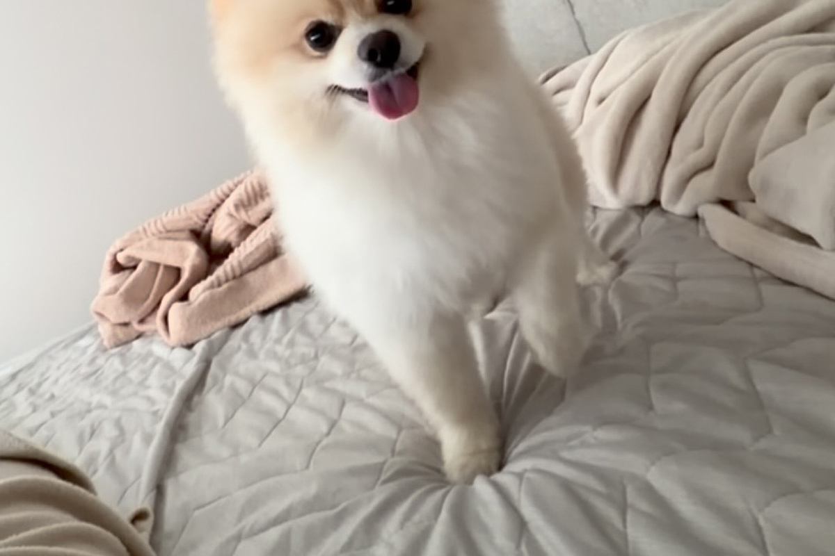 ママに起きて欲しい『吠えない犬』→『どうやって起こすのかな』とこっそり撮影すると…とんでもなく尊い行動が11万再生「なんて優しい起こし方」