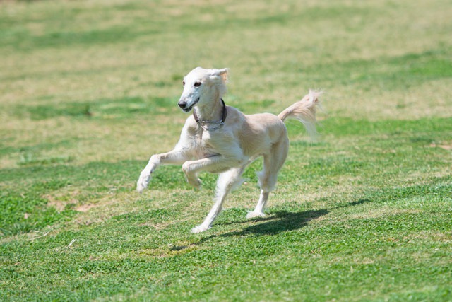 犬の胃拡張と胃捻転のリスク要因を割り出した統計調査