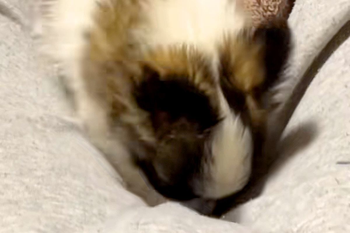 『ごめんて…』おならをしてしまった男性→赤ちゃん犬が嗅ぎつけて…衝撃的な行動が57万再生「入っていくのヤバいｗｗ」「探してて草」と爆笑