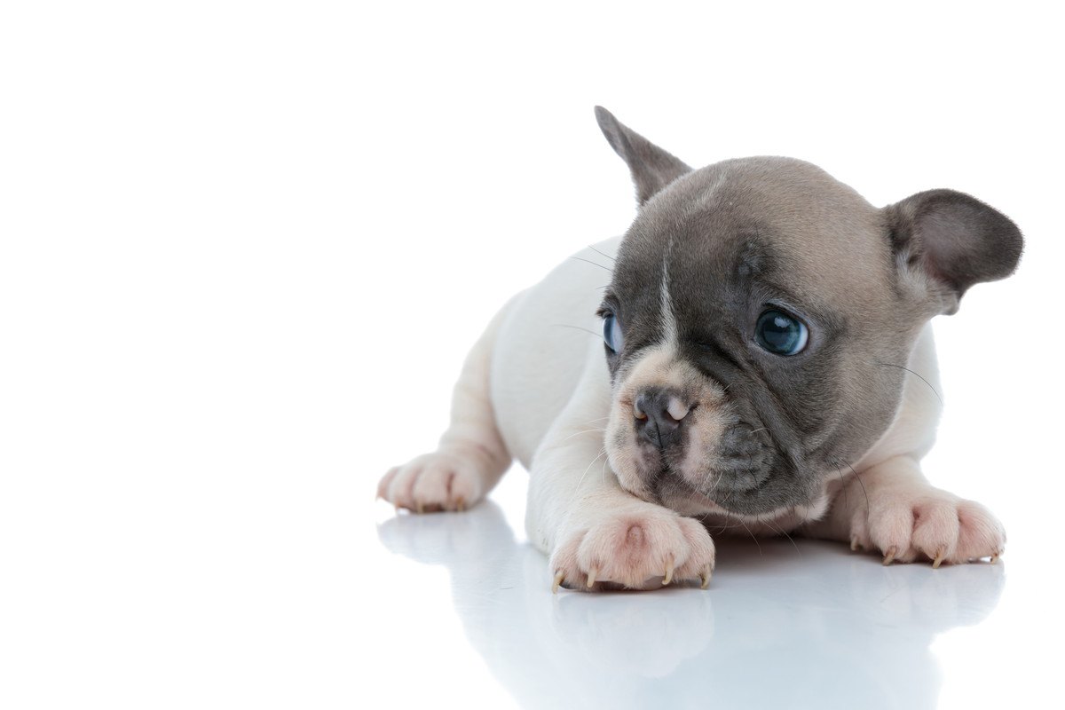 犬が『飼い主に怯えてる』ときに考えている3つのこと