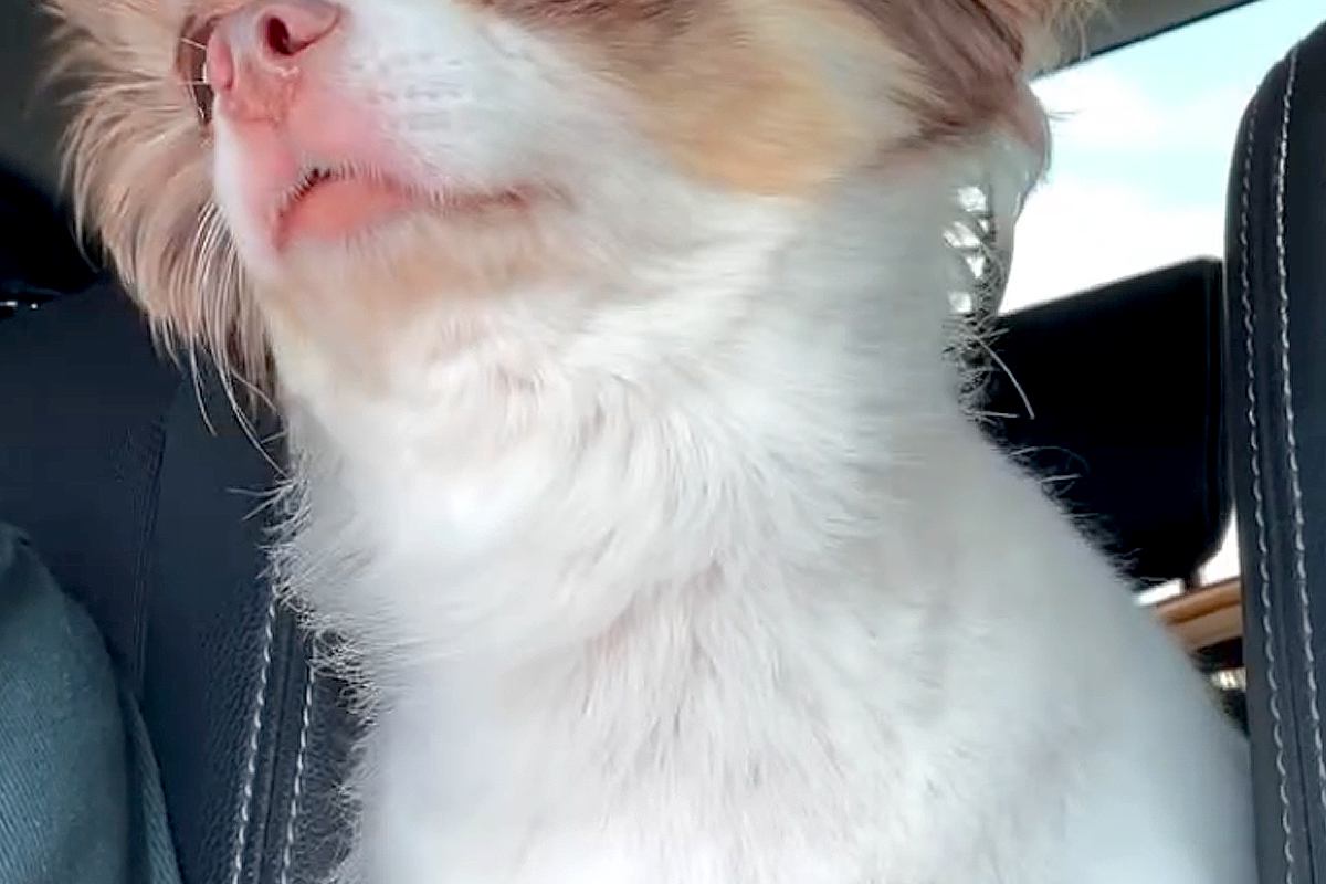 スーパーへ買い物に行った結果→車でお留守番していた犬が…今にも泣きだしそうな『表情』が33万再生「寂しいね…」「うるうる顔たまらん」