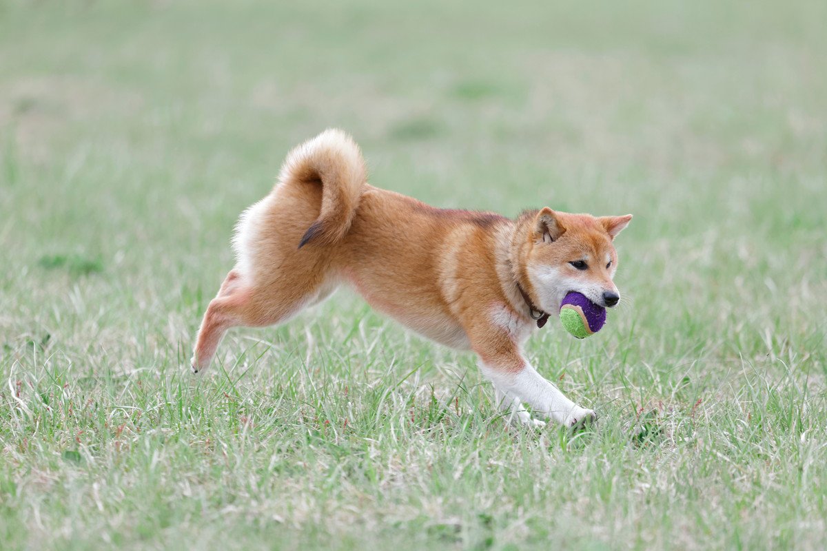犬を満足させる『遊び方』4選　愛犬を喜ばせるために手軽にできる運動方法とは？