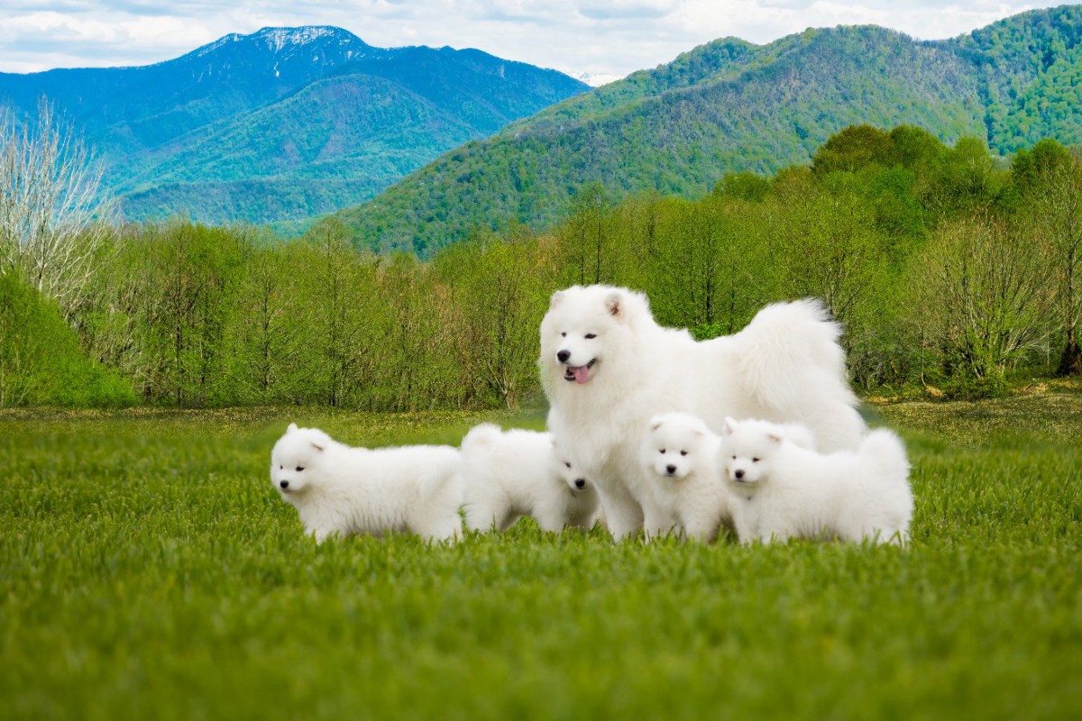 『もふもふしている犬種』5選♡飼う時に注意すべきポイントは？