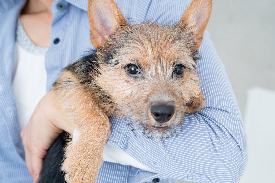 犬が嫌がりやすい４つの場所と改善方法