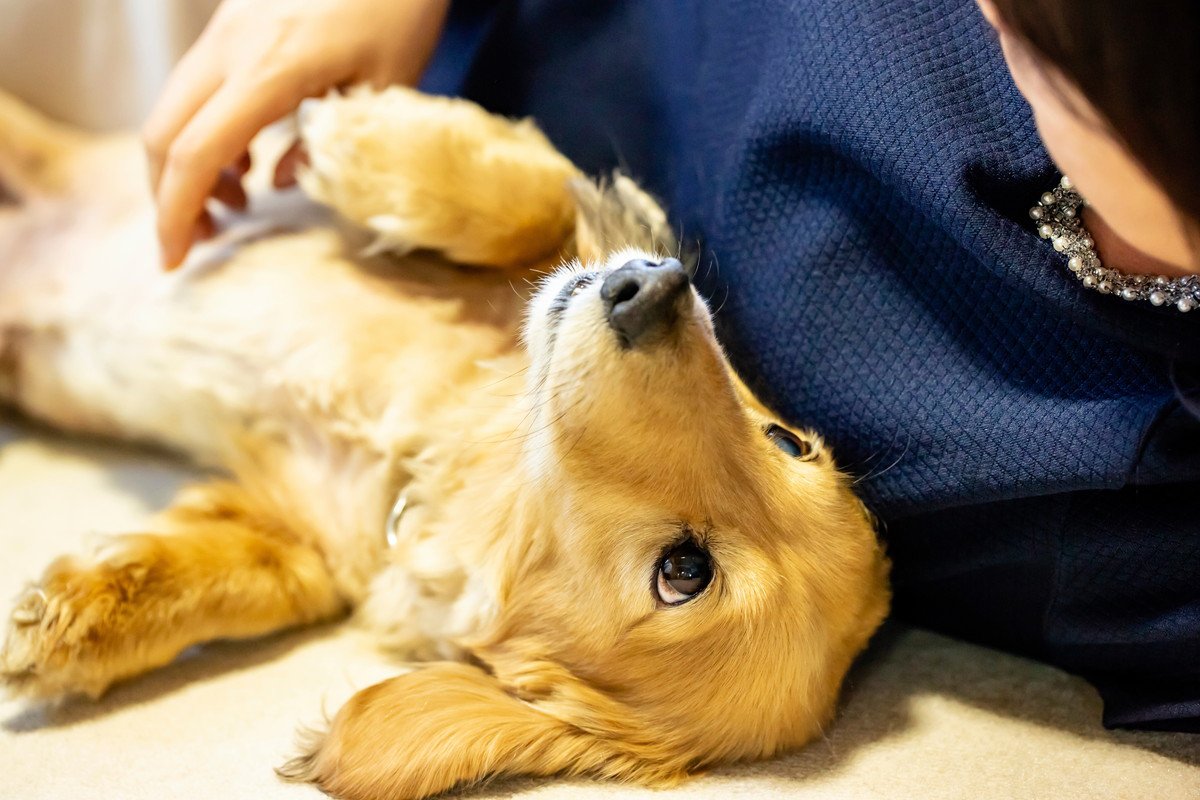 犬が『構ってください』と言っているサイン5選　愛犬からアピールされたときに飼い主がすべき対応とは？