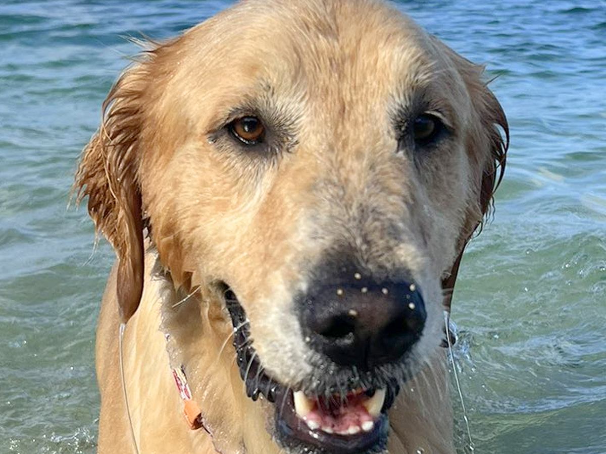 『海で泳ぐ犬』と『お風呂に入る犬』を比較→同じ水なのに…まさかの『別犬のようになる光景』に6万いいね「これじゃない感がｗ」「違すぎて草」