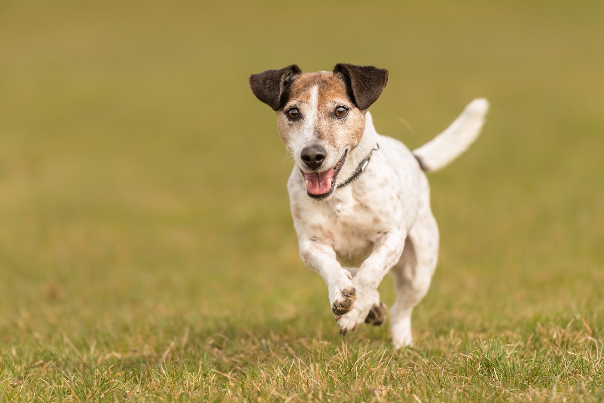 犬が『スキップ』している時の６つの心理！実は怪我や病気が隠れていることも？