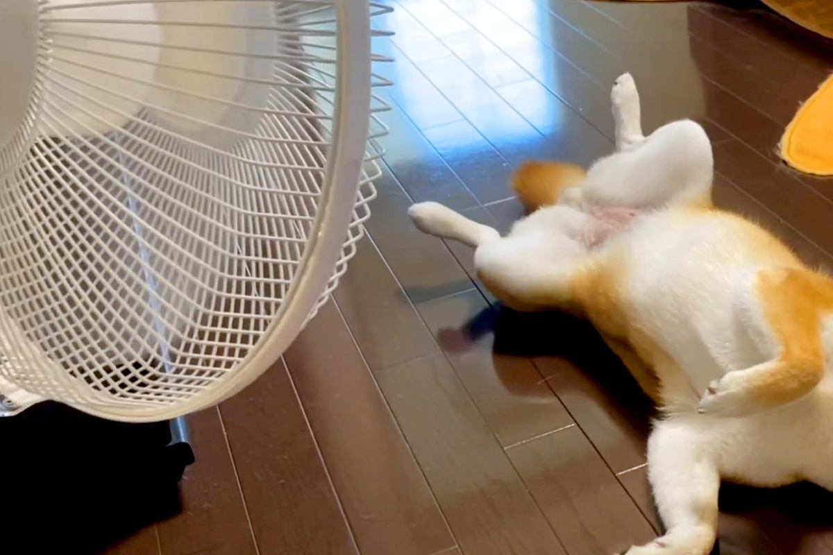 暑い日、扇風機の前から動かない犬→無防備にお腹を見せて…完全に『人間化』している光景に反響「休日のおっさんで草」「めっちゃ可愛いｗ」