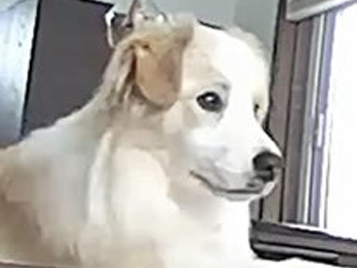『ライオンキングかな？』おとなしくお留守番する犬→子犬時代を振り返ってみたら…まさかの光景に反響「可愛い」「イタズラしないのすごい」