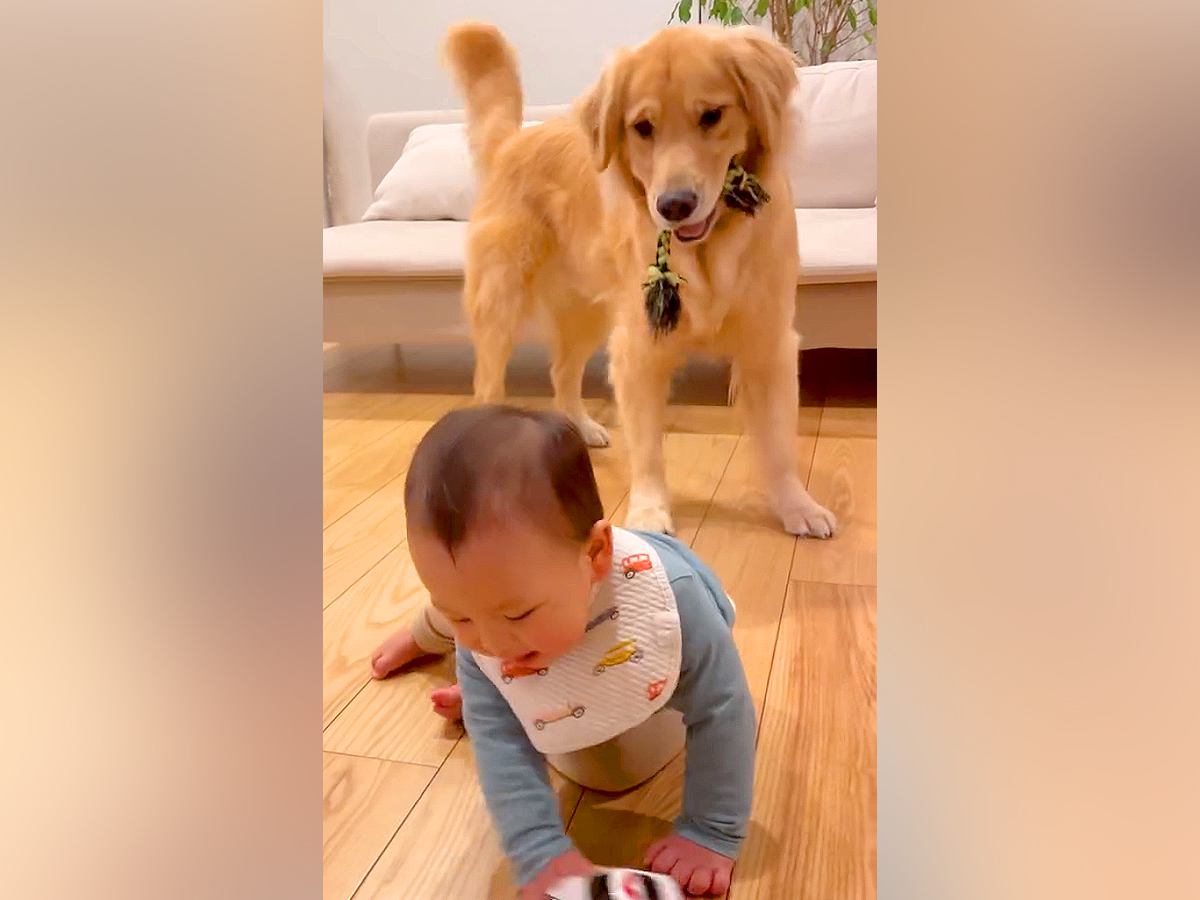 赤ちゃんがチョロQで遊んでいたら、近くにいた大型犬が…想像以上に『大興奮しまくる光景』が2万再生「暴れ馬で草」「顔に笑ったｗ」と爆笑