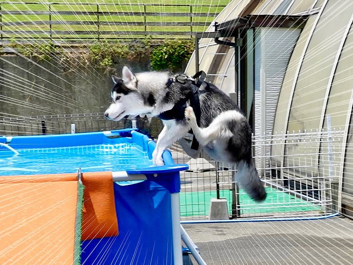 犬がはしゃぎすぎてプールに飛び込んだ結果…『驚異的なジャンプ力』が凄すぎると23万再生「身体能力スゴイ」「素敵な夏の思い出」と絶賛