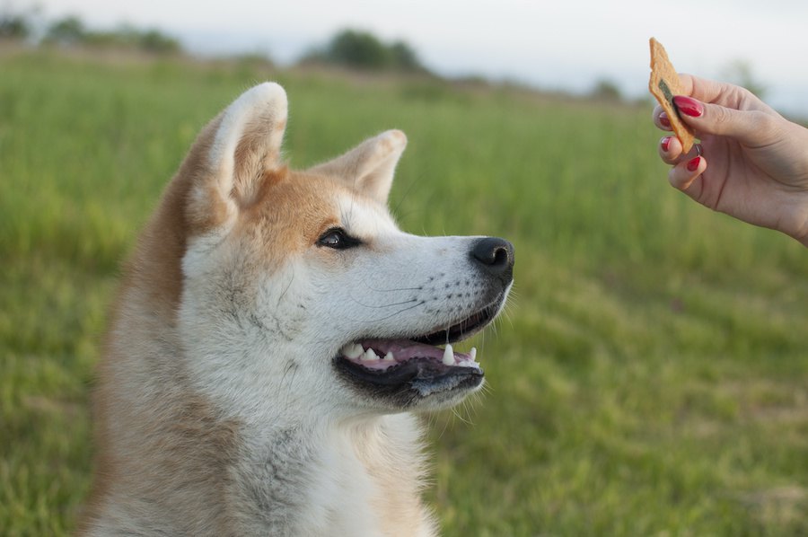 犬の飼い主にとってありがた迷惑な周囲の行動３つ