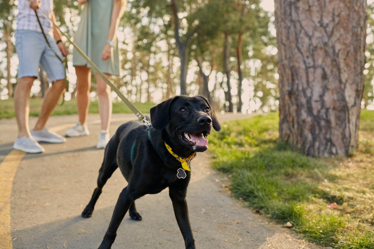 散歩中の犬に触るべきではない『2つの理由』 必ず飼い主さんの許可を得てからスキンシップを