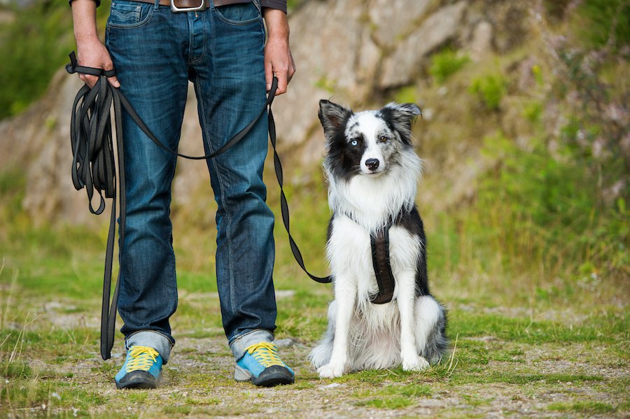 犬のしつけで一番重要なコマンドはどれ？覚えてないと事故に繋がる可能性も！