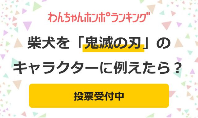 【投票受付中】柴犬を「鬼滅の刃」の登場キャラクターに例えたら？