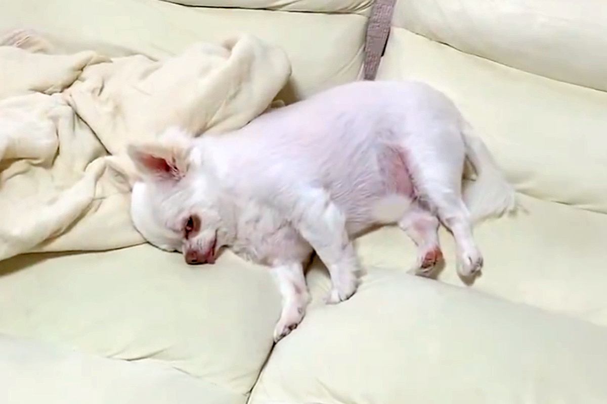 『散歩行こうか』と犬に声をかけた結果→寝たふりをするので、そのままハーネスをつけると…まさかの光景が22万再生「絶対人間入ってるｗ」