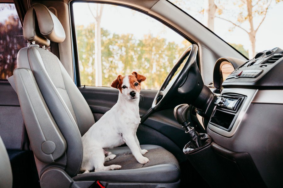 犬と人とのつながりを人と自動車の関係に応用できるだろうかという研究